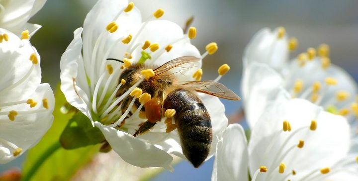 להיות דבורה לדבורים: אפליקציה חדשה להקמת גינות צופניות